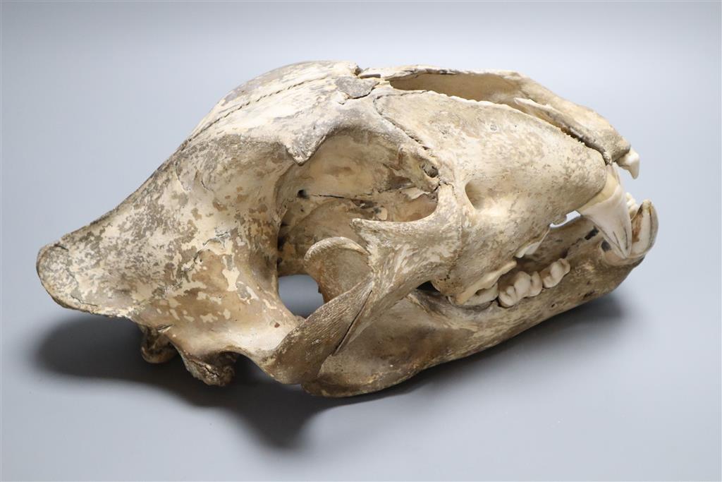 A lions skull, length 35cm